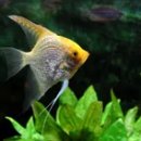 골든엔젤 이미지