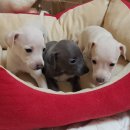 좋은가족들 이미지