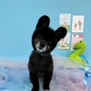 애견미용실 또이쁜댕 이미지