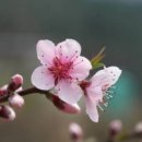 복사꽃향기 이미지