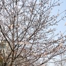 부산시민체육공원 | 실시간 부산 벚꽃 서면 주민의 부산시민공원 산책 후기: 벌써 반팔 입고 봄꽃 만끽하는 중!