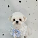 멍보드레 이미지