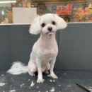 Re Pet 애견샵 이미지