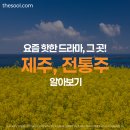 유채꽃 가득한 아름다운 제주도, 지역 전통주 소개!