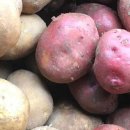 이춘식농장 이미지