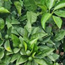 외도2축구장 이미지