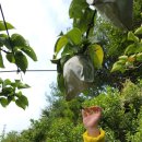 안나농원 이미지