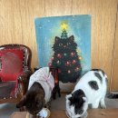 쿰쿰펫푸드 | 입맛까다로운 고양이 사료, 해링턴 사료 먹여본 실제 후기