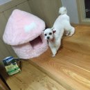 슈나애견미용 이미지