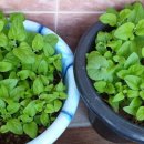 알뜰 농장 이미지