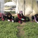 함평참쑥 영농조합법인 이미지