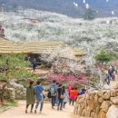 봄 - 광양시 금영로 173-1 | 봄