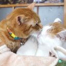 알콩달콩 이미지