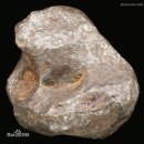 유명한 별운석 ? 운석감정V 陨石감정 V stony meteorite 이미지