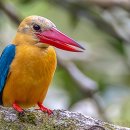 Stock billed kingfisher - Borneo 이미지