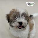 글로리퍼피 이미지