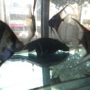 금붕어 | 니모가 있는 여수 대영수족관 나들이🪸ㅣ여수 해수어 열대어 금붕어 물고기 방문 후기