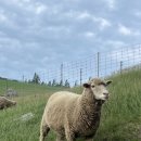 도현목장 이미지