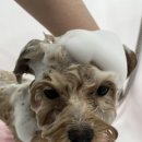 펫마켓 서구점 이미지