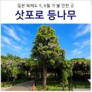 일본 5월 6월 삿포로 여행 추천 코스: 텐진야마녹지공원 등나무 텐진등 가는법 포함