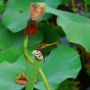 화개마을 이미지