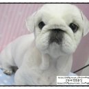 토토페키 이미지