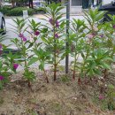 어양동-09 이미지