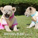 바나나사자 이미지