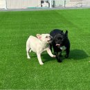 부산애견호텔 댕스스쿨 이미지