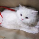24시 스마트동물병원(신사본원) | 고양이 심장병검사 건강검진후기 강남압구정 동물병원 스마트동물병원 신사본원