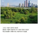 밤섬이야기 이미지