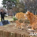 선사시대로 테마거리 이미지