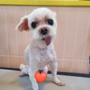 슈나우펫 이미지