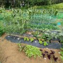 홍이네농장 이미지