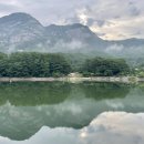 산정파인트리