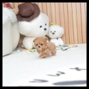 유앤미펫 강아지분양 고양이분양 용인점 이미지