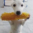 쉭앤칙