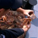 동해-단속-29 이미지