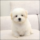 퍼피라운지 이미지