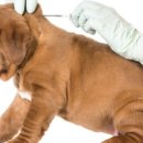 24시 강서 젠틀리동물의료센터 이미지