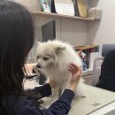 공감＋동물의료센터 | 진접동물병원 24시공감365동물의료센터 강아지 건강검진