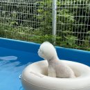 레티피코 이미지