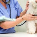 일산 클래식 동물병원 이미지