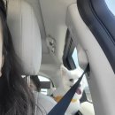 8월펜션 | 포천 애견펜션 쓰담쓰담 106호 8월 후기(개별마당)