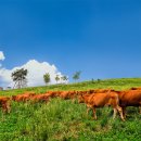 한우다움 이미지