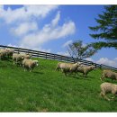 푸른초원 이미지