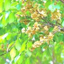 대신갈개 이미지