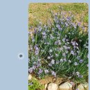 청화등심붓꽃 씨앗 나눔 이미지