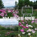 함박산 약수터 | 경남 창녕 함박공원 작약꽃 실시간 개화 및 주차정보(ft. 만년교)