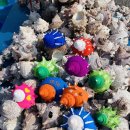 제주안안민박 이미지